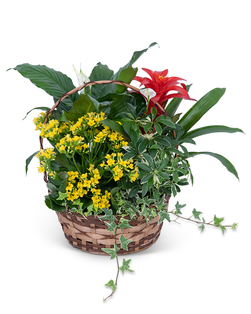 Blooming European Garden Basket Product Image