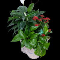 Plants